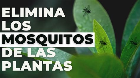 Consejo de cómo eliminar los mosquitos, insectos de las ...