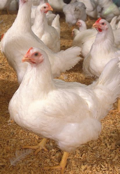 Consejos de bioseguridad en granjas de pollos de engorde ...