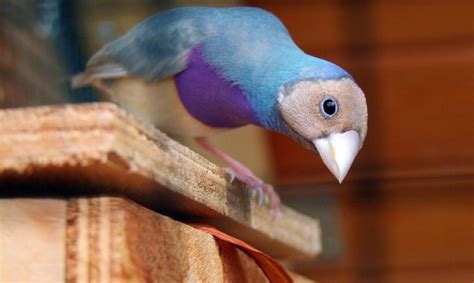 Consejos para adoptar pájaros como mascotas | Wakyma