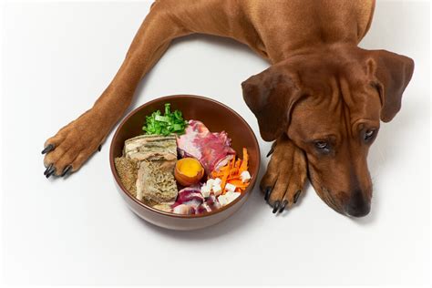 Consejos para antes y después de alimentar al perro   Mis Animales