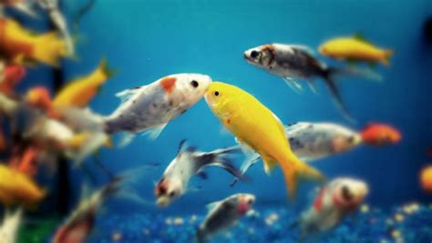 Consejos para comprar peces ornamentales