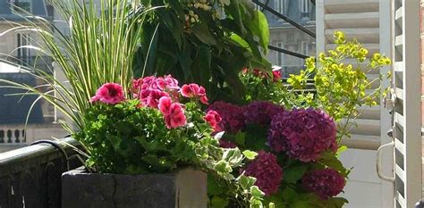 Consejos para cultivar flores en terrazas