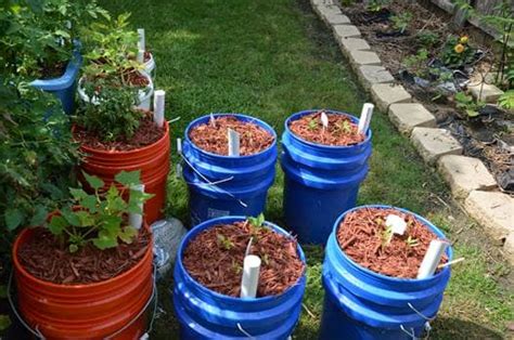 Consejos para cultivar Tomate en maceta   Eco Jardín Mágico
