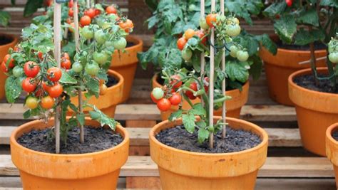 Consejos para cultivar tomates en macetas y tener éxito