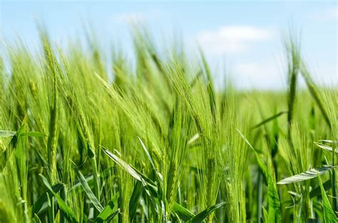Consejos para fortalecer la producción y siembra de cebada