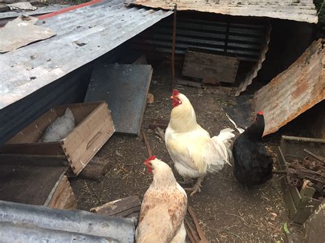 Consejos para la cría casera de gallinas ponedoras | Infocampo