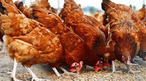 Consejos para la cría casera de gallinas ponedoras ...