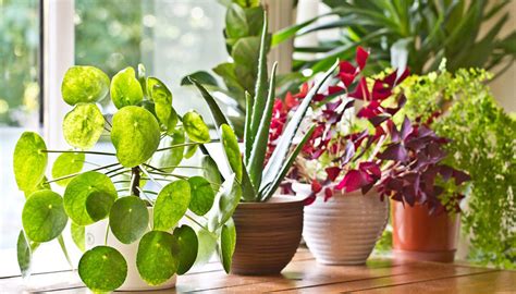 Consejos para que tus plantas de interior estén más saludables