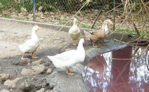 Consejos y cuidados para patos   La Huerta de Ivan
