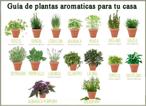 Conselhos Para Ter Plantas Aromáticas em Casa | Flores ...