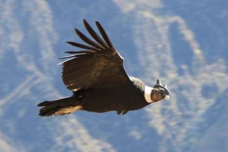 Conservación   Cóndor Andino