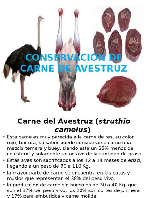 Conservación de Carne de Avestruz | Carne | Alimentos