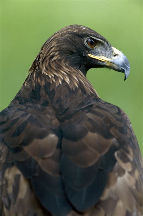 Conservación de una especie emblemática: el águila real