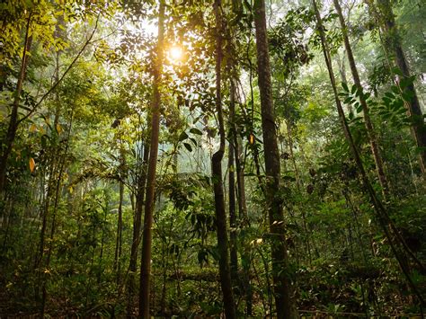 Conservar a Amazônia é questão ambiental, social e ...