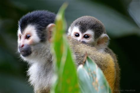 Conserving Costa Rica’s smallest monkey, the Squirrel ...