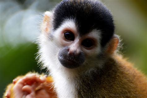 Conserving Costa Rica’s smallest monkey, the Squirrel ...