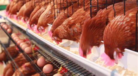 Consideraciones sobre el bienestar animal en gallinas ...