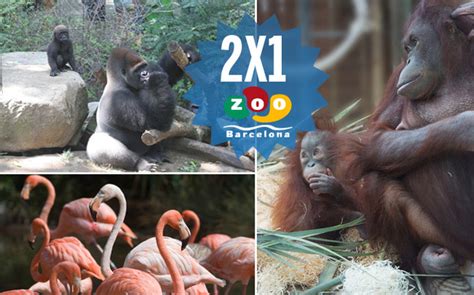 Consigue un 2x1 para el Zoo de Barcelona     sport.es