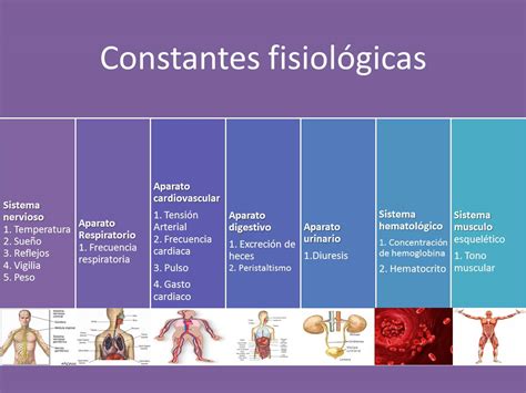 Constantes fisiológicas: tabla | Portafolio de evidencias ...