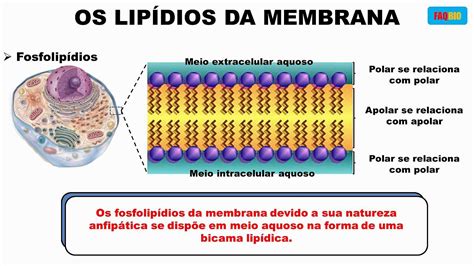 Constituição e estrutura da membrana celular   YouTube