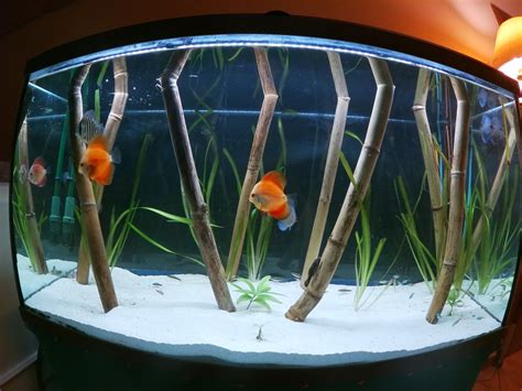 Consulta   Bambu en acuario? | PortalPez, acuarios ...