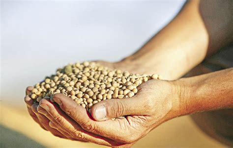Consumir proteína de soja reduciría el riesgo de ...