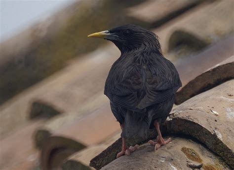 Contacto Natura: Estornino negro