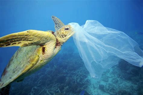 Contaminación de mares y ríos por plásticos es alarmante ...