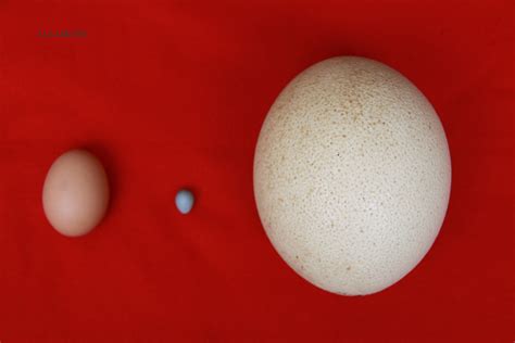 Contraste.Huevos de Gallina,Canaria y Avestruz.Deba.2010 ...