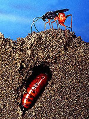 Control de Plagas en Sanidad Ambiental: El gusano cogollero, Spodoptera ...