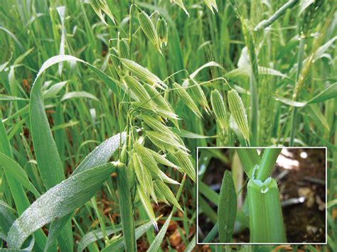 CONTROL OF WEEDS IN MAIZE AND WHEAT Part 3: Avena fatua ...