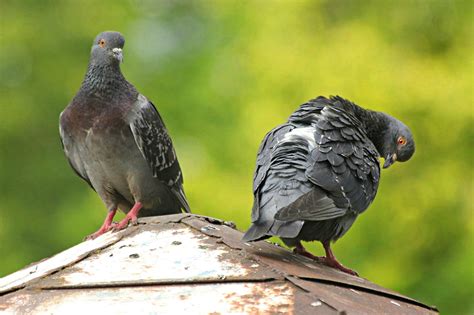 Control y eliminación de palomas