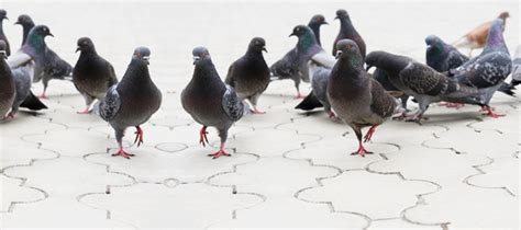Control y eliminación de plagas de aves y palomas