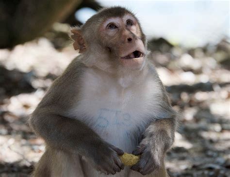 Convierten a Isla de Monos en una reserva científica   El Nuevo Día