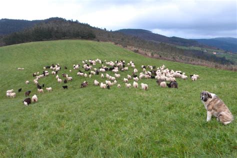 Convocadas en Galicia las ayudas para las ganaderías de ...