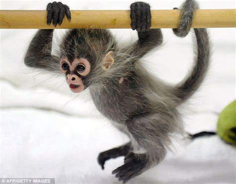 Cool Animals Pictures: The Cutest Little Baby Monkey Cool Image Gallery