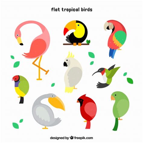 Cool set of tropical birds Vector | Free Download