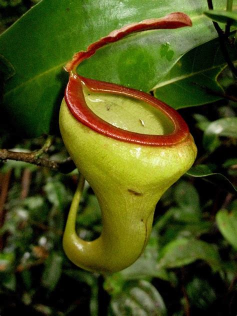 Coolest Carnivorous Plants That Will Scare The Hell Out of ...