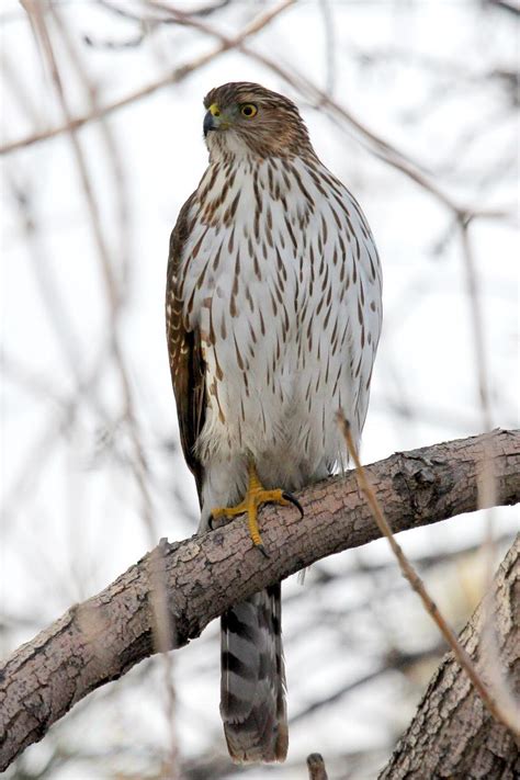 Cooper s Hawk — Birds of Prey Foundation | Broomfield ...