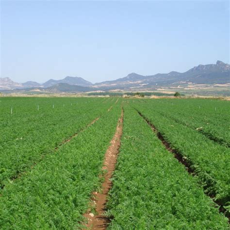 Cooperativa Interlocal Agrícola Rioja Alta   Zanahoria