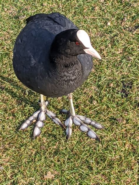 Coot Feet | Bird pictures, Nature pictures, Nature gif