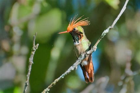 Coqueta de Atoyac Especie Animal, Song Bird, Creepers, Biodiversity ...