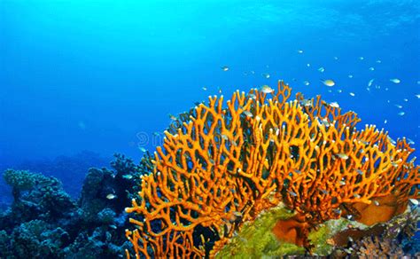 Coral de fuego | Descubre porqué es tan peligrosa para los ...