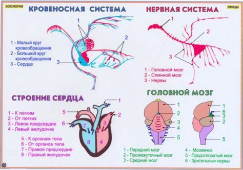 Corazón en las aves: estructura y características del sistema circulatorio
