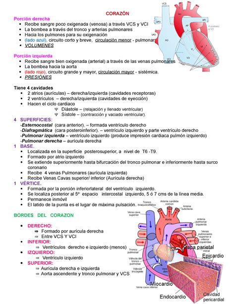 Corazón   Resumen Anatomía con orientación clínica   StuDocu