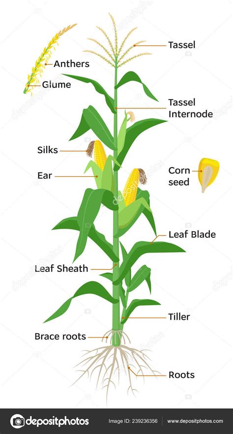 Corn plant diagram | Maize plant diagram, infographic ...