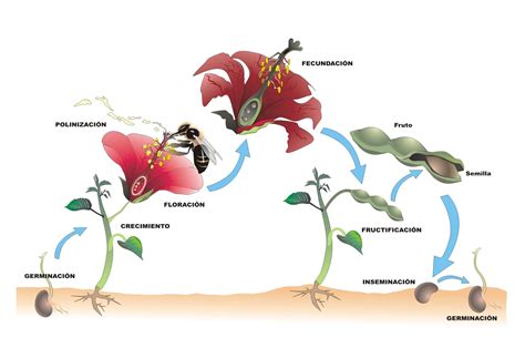 CORONA APICULTORES: FECUNDACIÓN EN LAS PLANTAS