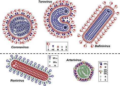 Coronaviridae | Veterian Key