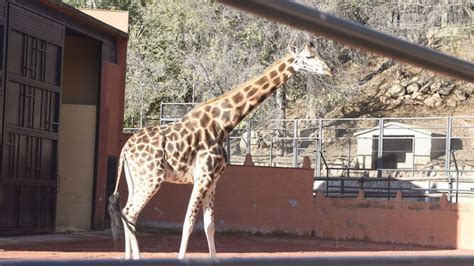 Coronavirus en Córdoba: El Zoo garantiza la atención a todos sus ...