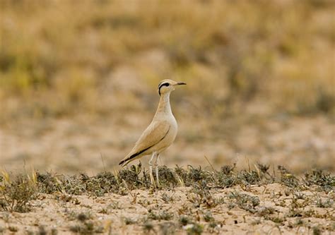 Corredor sahariano | SEO/BirdLife